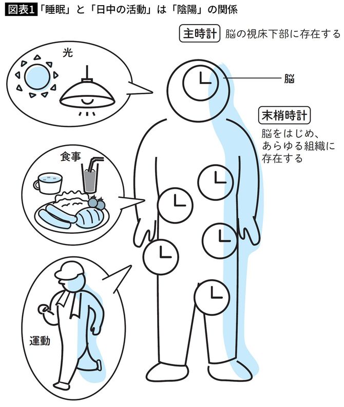 「睡眠」と「日中の活動」は「陰陽」の関係