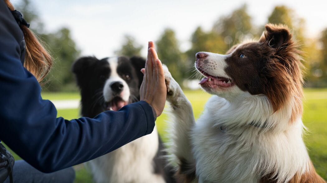 ｢最も賢い犬｣の"賢さ"は記憶力でも理解力でもない…ボーダー･コリーが犬種ランキング1位になる本当の理由
