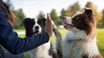 ｢最も賢い犬｣の"賢さ"は記憶力でも理解力でもない…ボーダー･コリーが犬種ランキング1位になる本当の理由