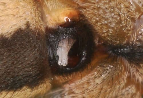 【写真13】付けられたコクサグモの白い交尾栓(出典=『カラー版 クモの世界 糸をあやつる8本脚の狩人』)