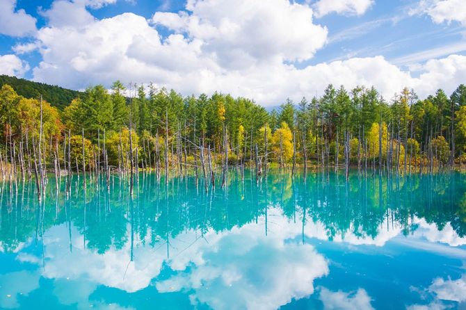 北海道美瑛町の白金青い池や青池の美しい風景