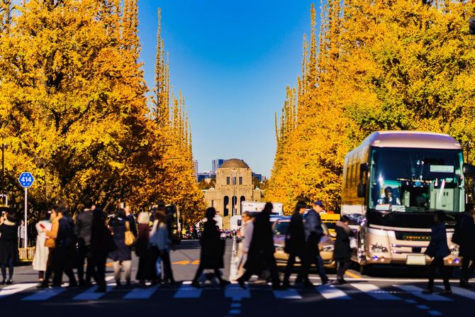 神宮外苑のイチョウ並木