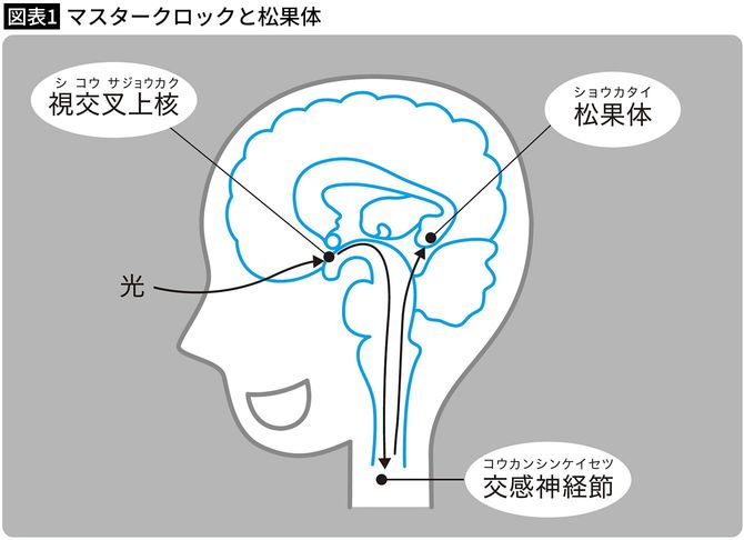 【図表1】マスタークロックと松果体