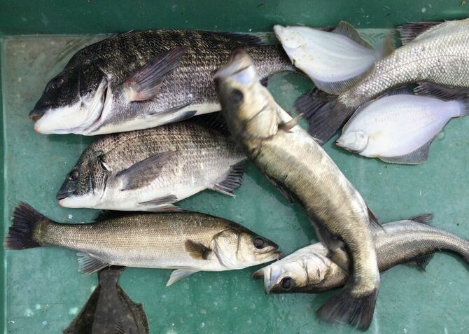 愛知県に住む筆者の近所の漁港にて。この日はクロダイやセイゴ(スズキの稚魚)、イシガレイが網にかかったとのこと。代金を漁師に渡し、その場で締めて自宅に持ち帰っている