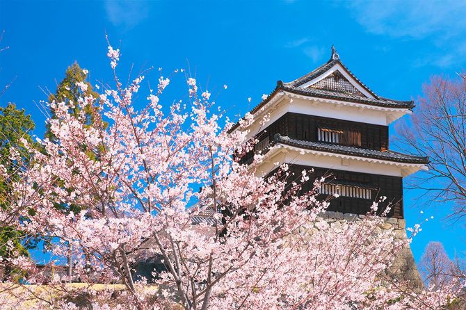 上田城と桜（長野県上田市）＝2019年4月13日