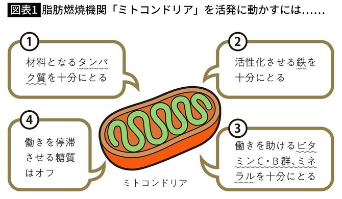 【図表1】脂肪燃焼機関「ミトコンドリア」を活発に動かすには……