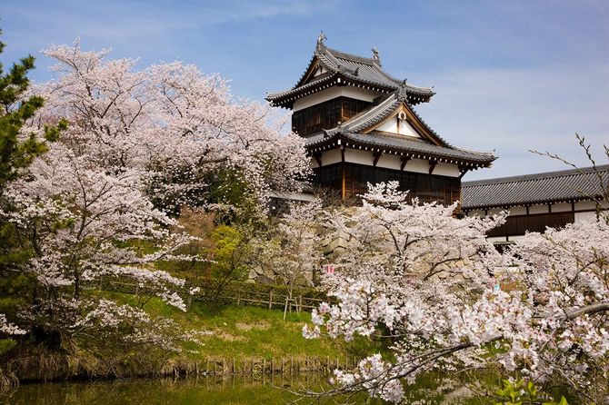 大和郡山城跡の桜