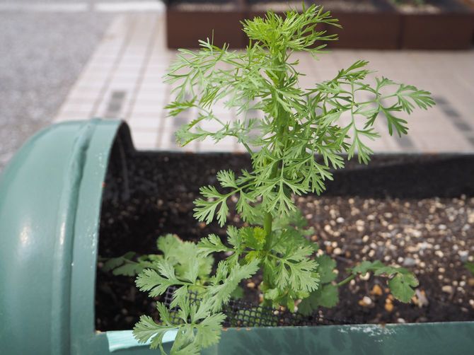 店の前に植えられたパクチー