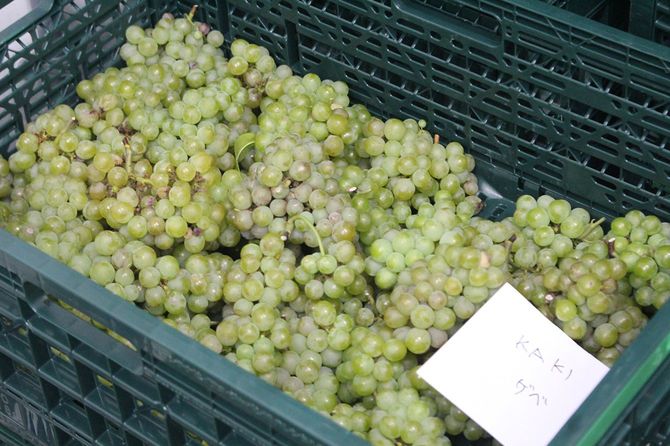東京ワイナリーの自社畑でのぶどう