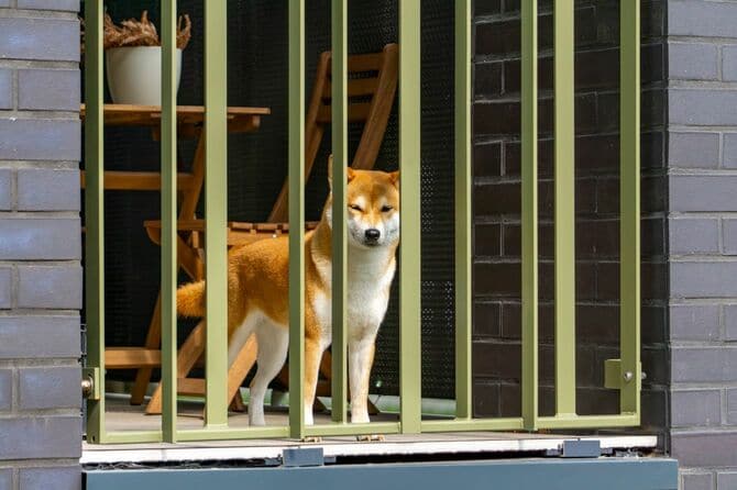 ベランダの柵の向こう側にいる柴犬