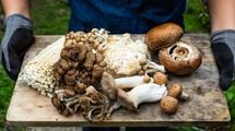 味噌汁に入れて食べるだけ…骨折と寝たきりを遠ざける｢カルシウムと並ぶ栄養素をとれるキノコの名前｣