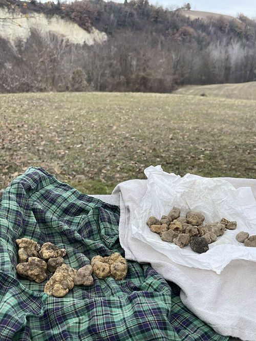 モンフォルテ・ダルバの丘にて