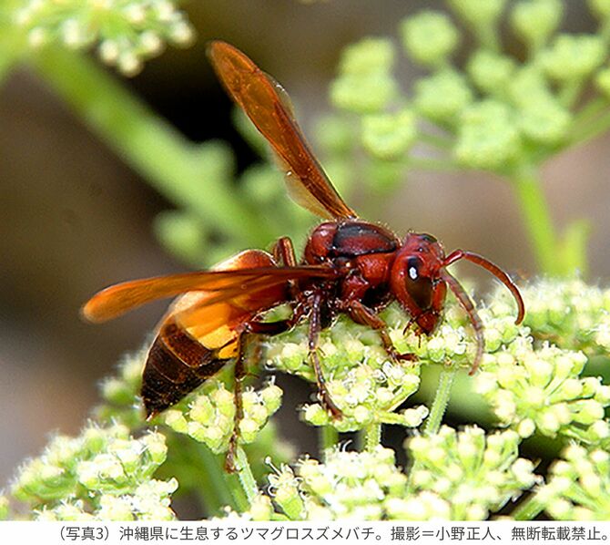 （写真3）沖縄県に生息するツマグロスズメバチ。撮影＝小野正人、無断転載禁止。
