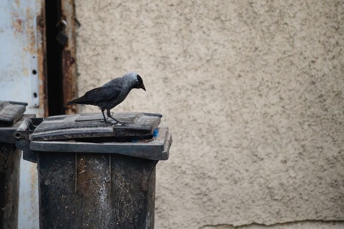 野ざらしのゴミ箱の上にカラスが一羽