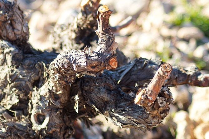 剪定されたばかりのブドウの木