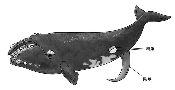 出典＝『クジラの歌を聴け』