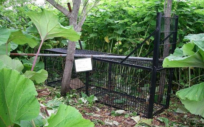 箱わなは固定が重要