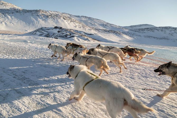 凍った湖を走る犬ぞり