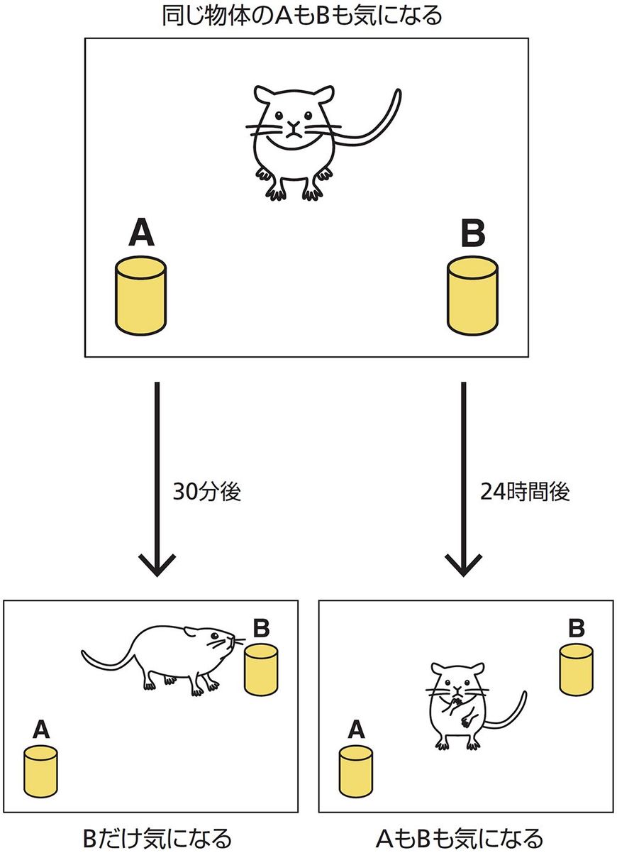 マウスを使った実験