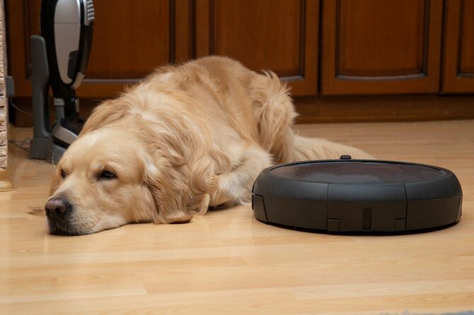 家の床に寝そべる犬とロボット掃除機
