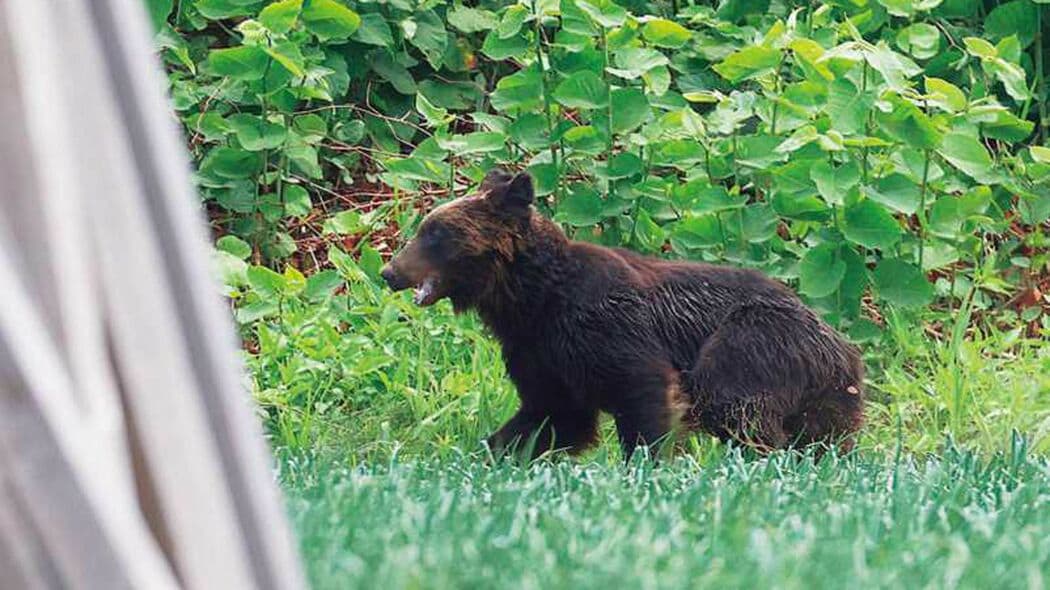 クマに遭遇｢死んだふり｣はNG…80年分の新聞から学ぶ生還術 プレジデントオンラインセレクション