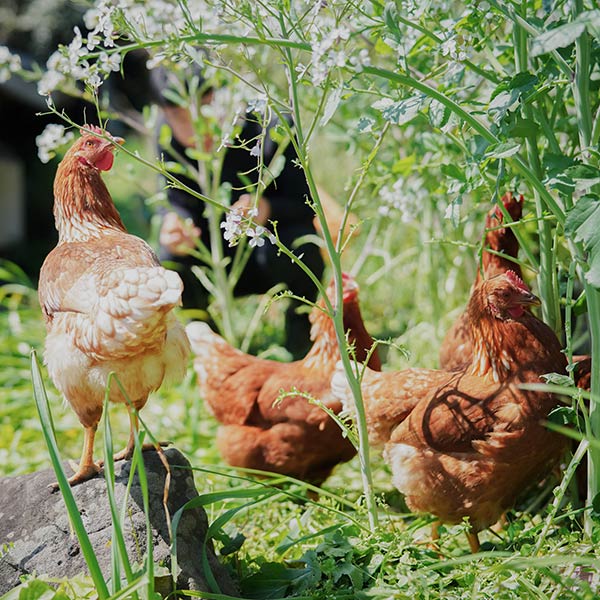 家でニワトリを飼いたい 小6長男が大家さん説得のために書いた 飼育計画書 の中身 お母さん 土地が見つかったよ President Online プレジデントオンライン