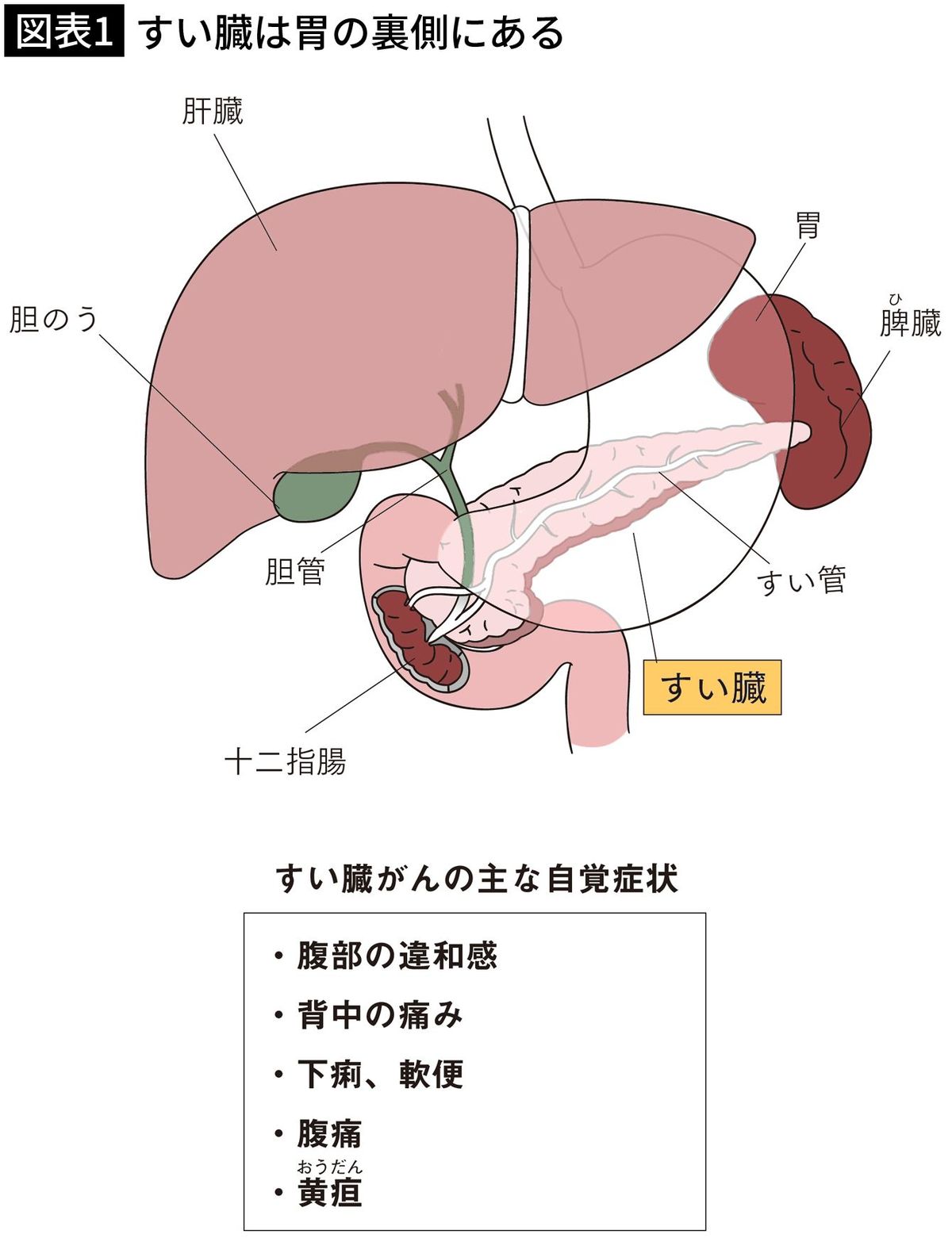 【図表1】すい臓は胃の裏側にある