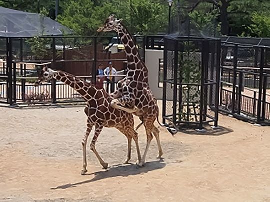 キヨミズとミライの交尾