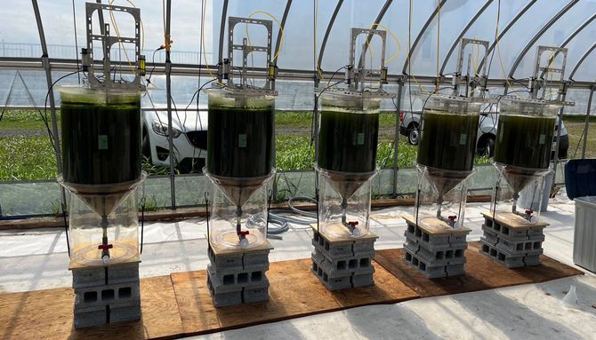 茨城県の小貝川東部浄水センターにおいて、水深1mの100Lタンクで培養実験を続ける。いかに安定的に生産量を上げるかがポイントになる。