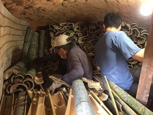 竹炭を作るための炭窯に竹を搬入