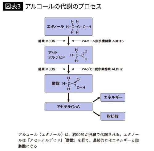 アルコールの代謝のプロセス