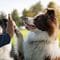 ｢最も賢い犬｣の"賢さ"は記憶力でも理解力でもない…ボーダー･コリーが犬種ランキング1位になる本当の理由