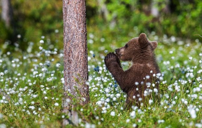 ヒグマの子