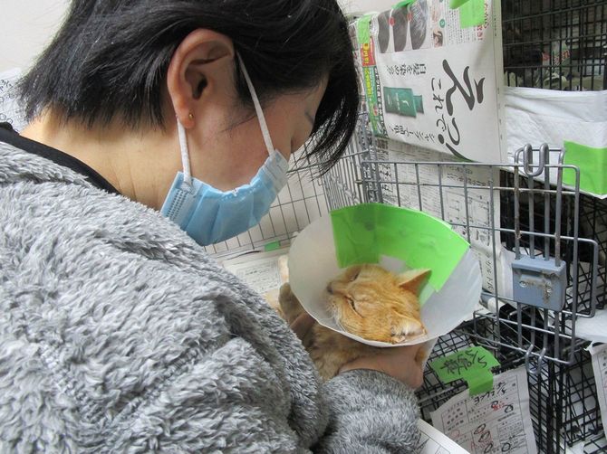 青山獣医師が説明すると、猫はおとなしくなった