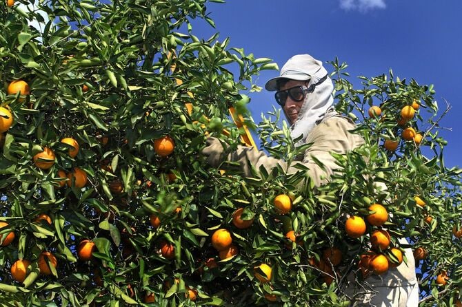 ブラジルの「柑橘類ベルト」でのオレンジの収穫