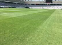 日本人は本当の「芝生」をいまだ知らない