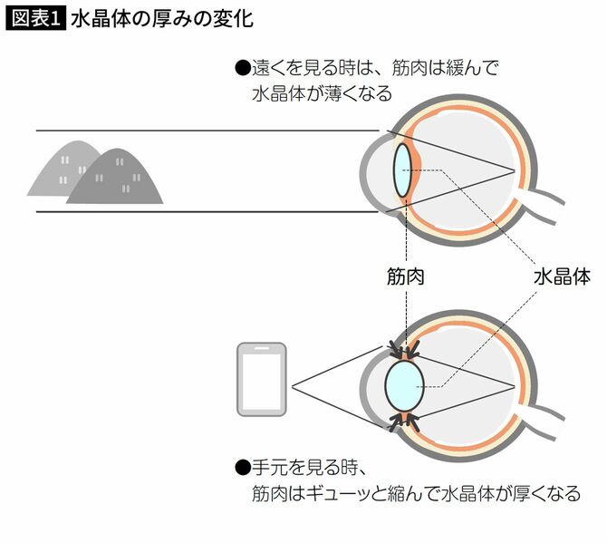水晶体の厚みの変化