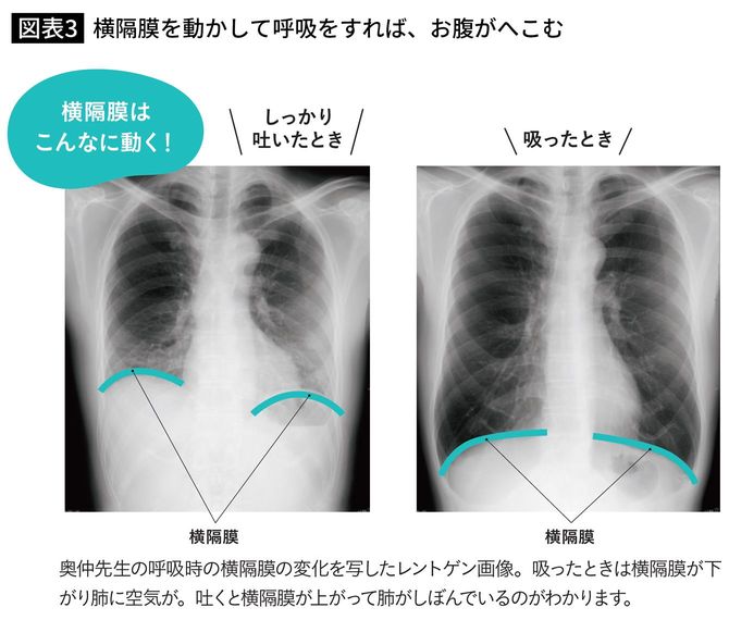 横隔膜を動かして呼吸をすれば、お腹がへこむ