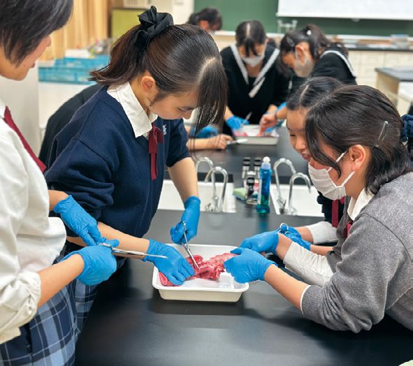 豚の肺の解剖を行う「放課後解剖会」