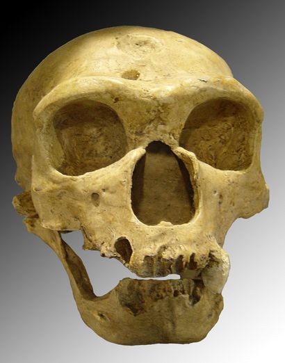 ネアンデルタール人様　リリピピ 画像 | ｢ひきこもり｣にならなかったから人間は世界を席巻した…まだ