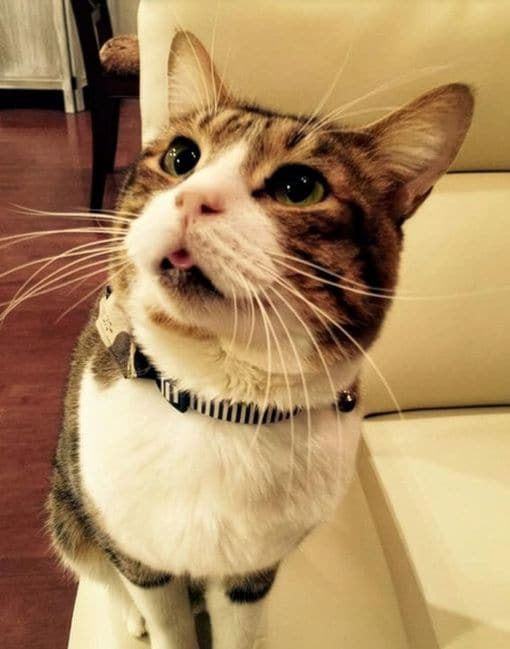 岡山さんは保護猫の里親になった。猫は虐待された過去があり、打撲の影響で前歯が欠損している。つねに舌を出している状態だった