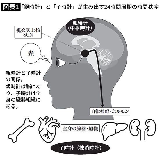 【図表1】「親時計」と「子時計」が生み出す24時間周期の時間秩序
