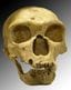Homo neanderthalensis　1908年にラ・シャペル・オー・サン（フランス）で発見された頭蓋骨（写真＝Luna04／120／CC-BY-SA-3.0-migrated／<a href="https://commons.wikimedia.org/wiki/File:Homo_sapiens_neanderthalensis.jpg" target="_blank">Wikimedia Commons</a>）