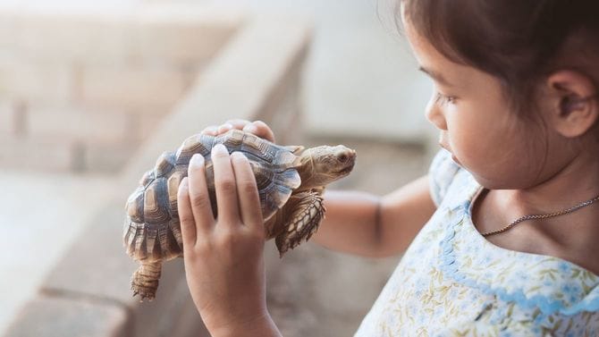 両手で大事そうに亀を持つ少女