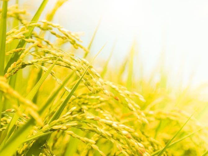 秋田県の田んぼに実る稲穂