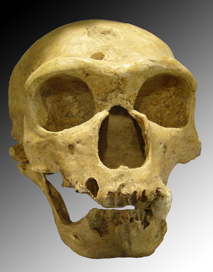 Homo neanderthalensis　1908年にラ・シャペル・オー・サン（フランス）で発見された頭蓋骨（写真＝Luna04／120／CC-BY-SA-3.0-migrated／<a href="https://commons.wikimedia.org/wiki/File:Homo_sapiens_neanderthalensis.jpg" target="_blank">Wikimedia Commons</a>）