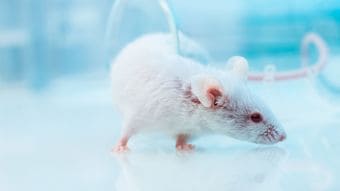 食べても食べても痩せて毛が抜け感染症にかかって死を迎える…動物実験が証明した｢寝不足｣のリスク