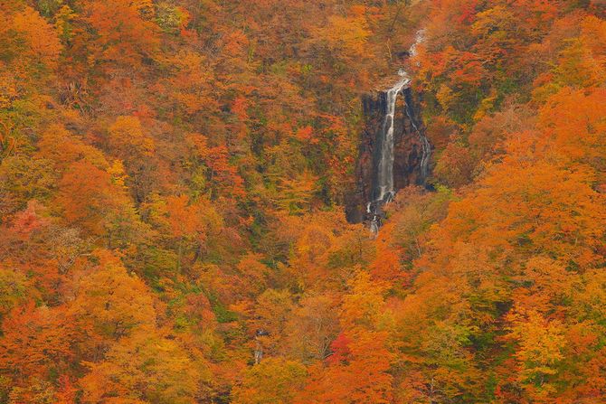 2026佳作（2）「森から出て、森へ帰る。」川村澄志さん