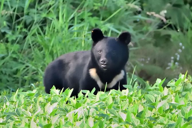 人を襲ったツキノワグマ