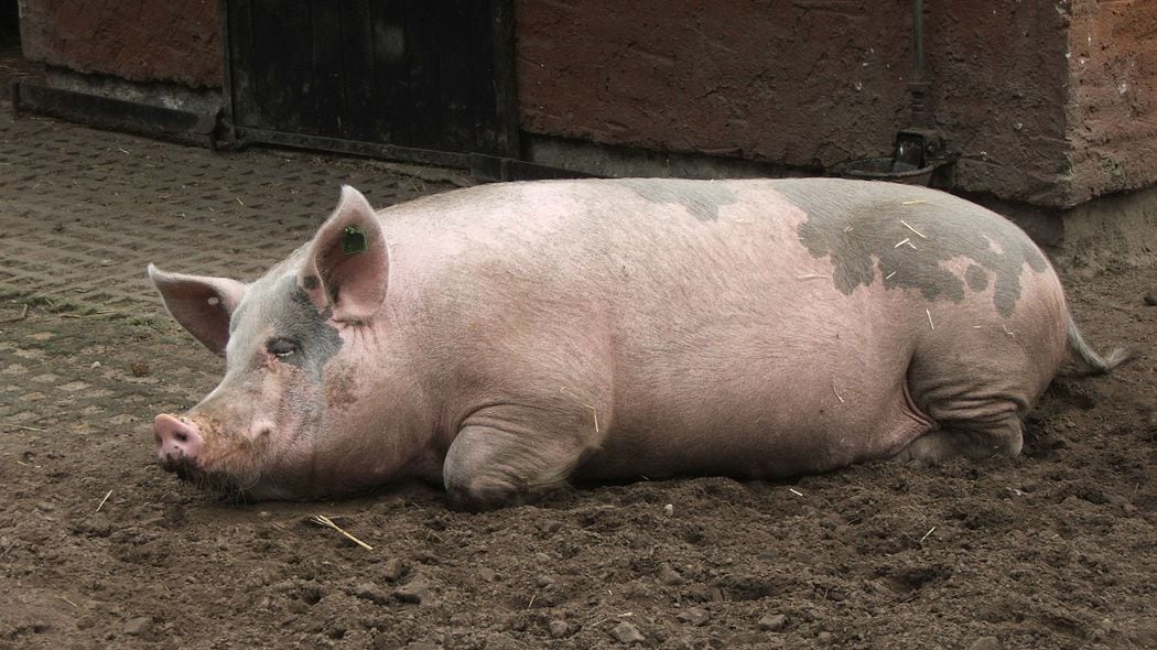 ｢ブタは太っている｣はウソである…100mを9秒で走る俊足の動物を｢ブタ野郎｣と罵るのは間違っている 体脂肪率は犬猫より低い15%､知能はイルカより高い